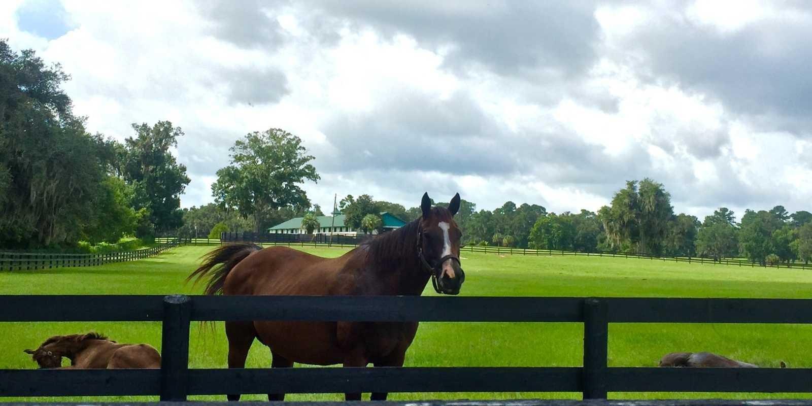Ocala, FL: Capital Mundial de los Caballos y Otras Actividades para Disfrutar