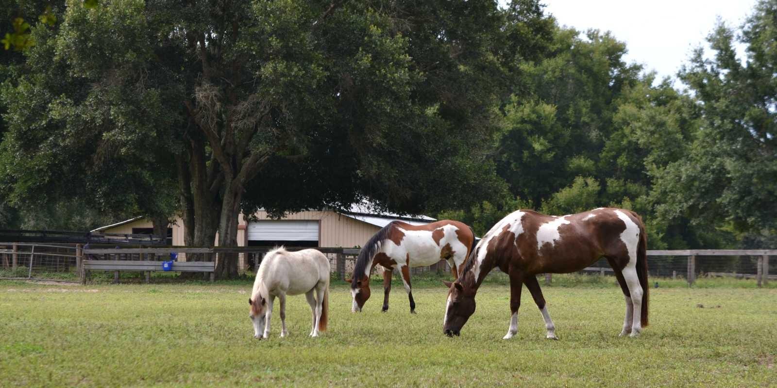 Ocala: Un paraíso para los amantes de los caballos - Más allá de las carreras.