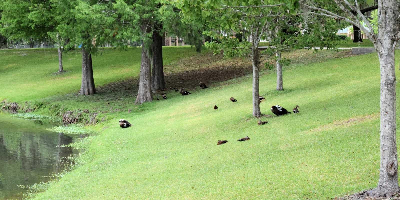 Bienestar holístico en Ocala: Yoga, meditación y conexión con la naturaleza. 