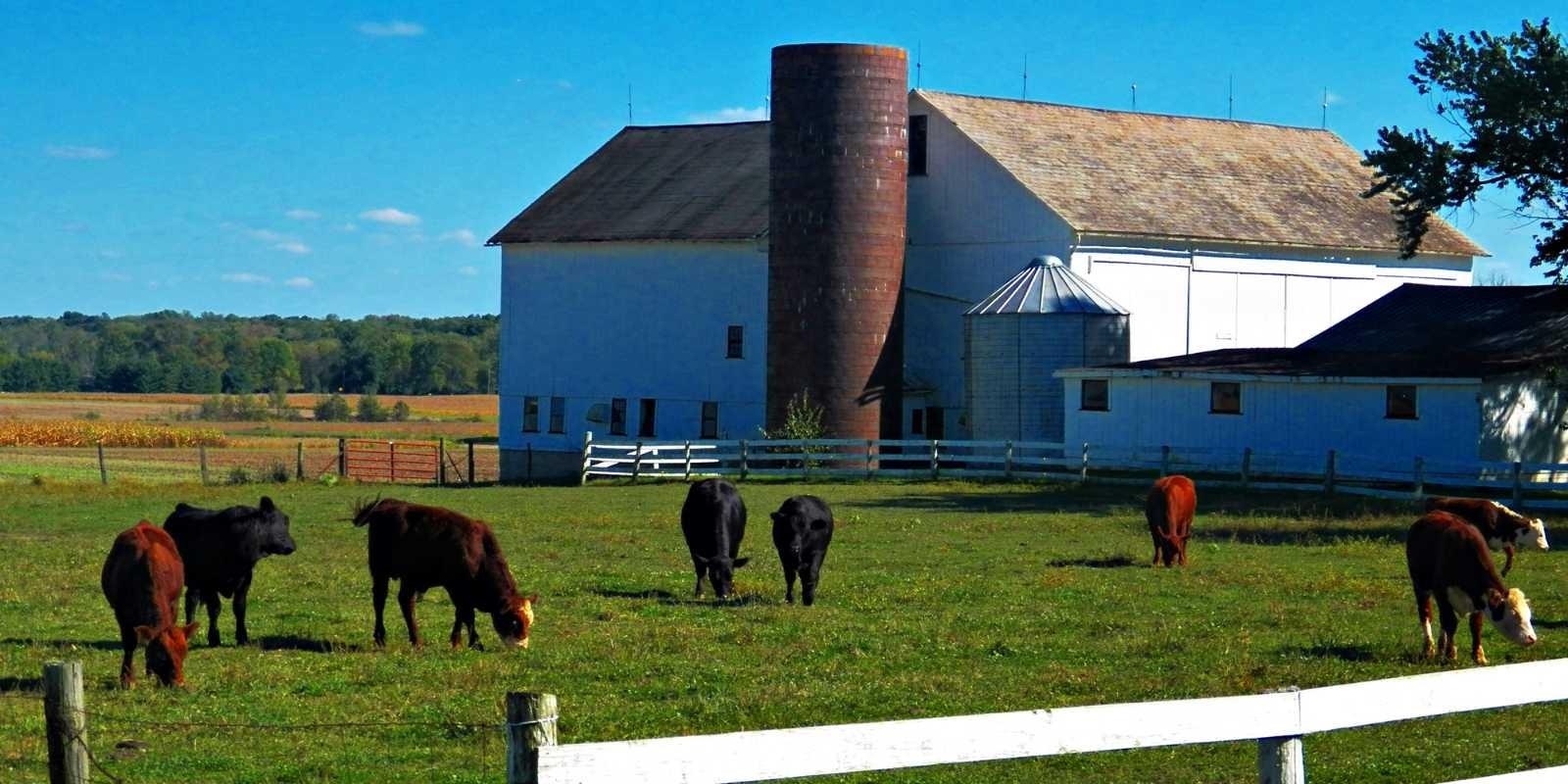 Vivir en el campo en Ocala: La tranquilidad de la vida rural